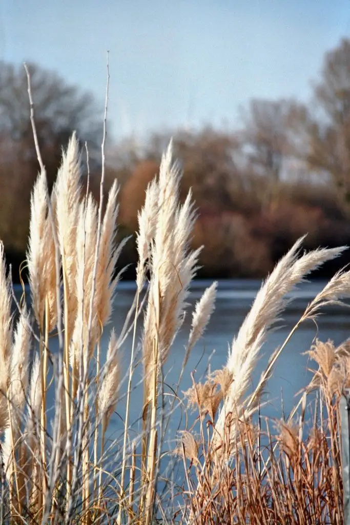 Seebild Salzgitter See