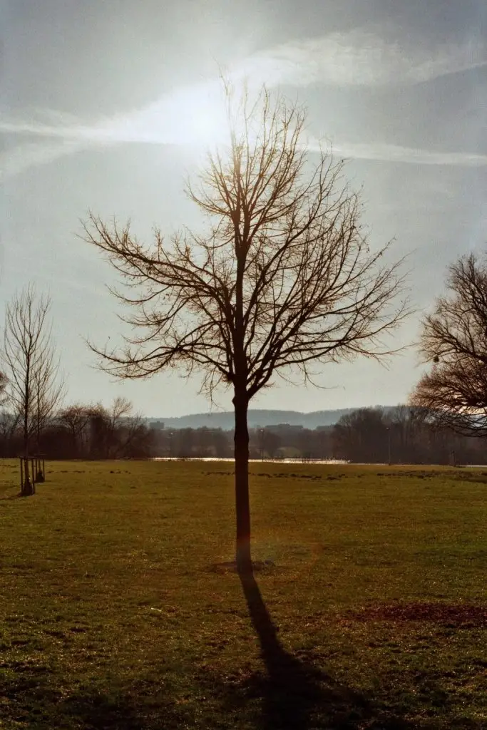 Einsamer Baum am Salzgitter See